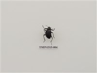 藏品(鞘翅目(一))的圖片